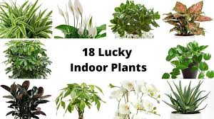 Lucky Plant Jade Plant Care Jade Plants