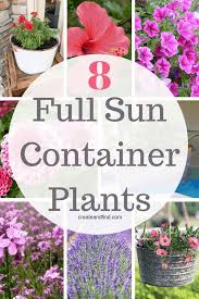 Container Plants For Full Sun Potted