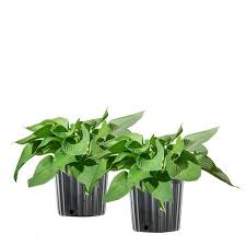 Perfect Plants 1 Gal Halcyon Hosta 2