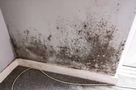 Black Mould And Damp