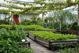 Rooftop Vegetable Gardening The