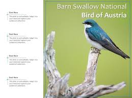 Barn Swallow National Bird Of Austria