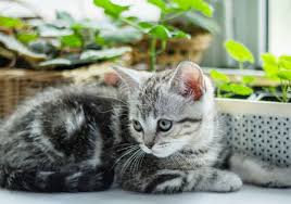 7 Houseplants That Are Safe For Pets