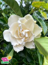 Gardenia Florida 10 Pot O