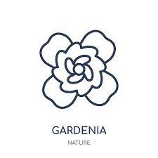 Gardenia Icon Gardenia Linear Symbol