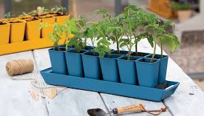 Grow Perennials From Seed Grow Your