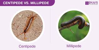 Difference Between Centipede And Millipede