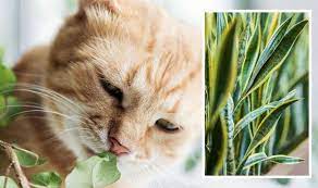 Lethal Houseplants Harmful To Pets