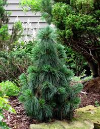 Evergreen Plants Conifers Garden