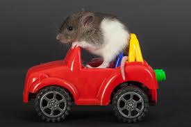 Warning A Rat May Be Living In Your Car