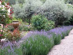 Drought Tolerant Garden