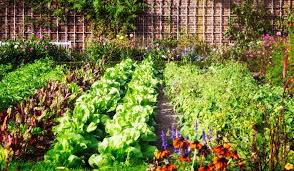 July Gardening Calendar For California