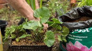 A Guide To Native Pond Plants Wwt