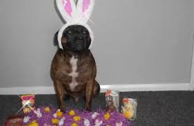 Easter Chocolate Is Poison To Your Dog