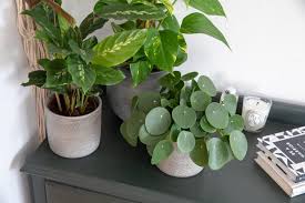 How To Care For The Chinese Money Plant