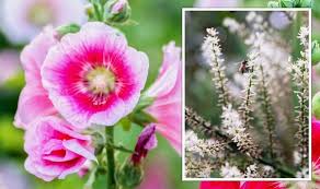 Garden Best Plants To Sow Right Now