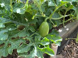 Vegetable Garden Tour