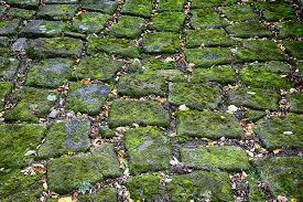 Stop Moss Growing On Brick Paving