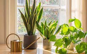 Bring Home Oxygen Plants For Clean Air
