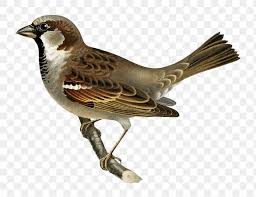 House Sparrow Bird Png Hand Drawn
