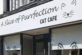 All 13 Of Solihull Cat Café A Slice Of