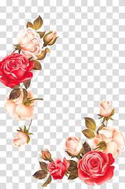 Pink Rose Ilration Garden Roses