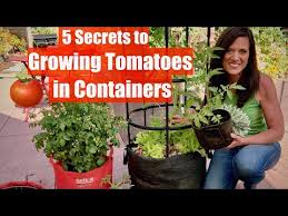 Grow Lots Of Tomatoes In Containers
