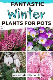 25 Best Winter Plants For Pots And