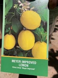 Growing Lemon And Lime Trees Guzman S