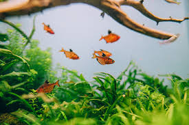 Water Quality Basics In Fish Tanks
