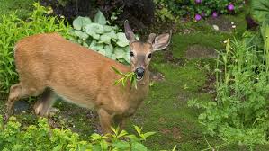 15 Deer Resistant Plants For Your Yard