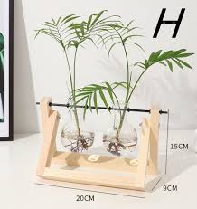 Creative Hydroponic Plant Terrarium
