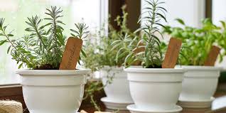 How To Grow The Best Indoor Herb Garden