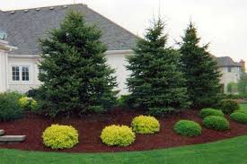 Lawn And Garden Evergreens Can Provide