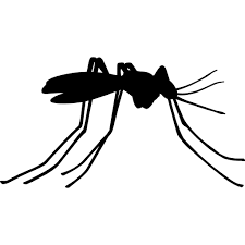 Mosquito Insect Side View Free