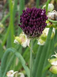 Allium Atroviolaceum Caucasian