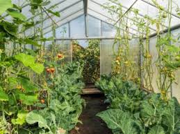 Tips Information About Greenhouses