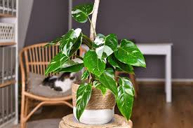 Philodendron Plant Care Water Light