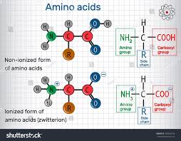 General Formula Of Amino Acids Ionized