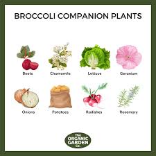 Companion Planting Vegetables