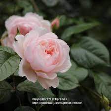 Rose Rosa The Generous Gardener In