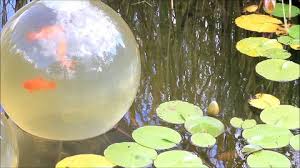 Garden Pond With A Fish Glass Ball