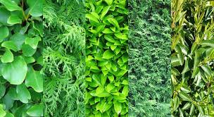 Top 5 Plants For A Garden Hedge