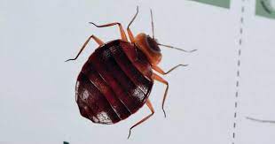 Brits Warns Of French Bed Bug Invasion