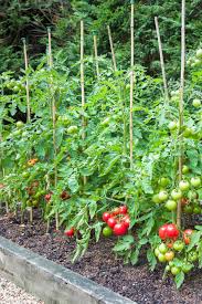 Filling Your Raised Beds Right How To