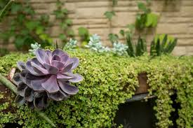 Savvy Succulents Embracing Drought