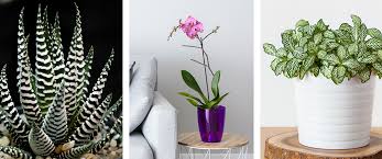 15 Non Toxic Houseplants That Are Safe