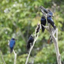 Why Are Purple Martins Declining In The