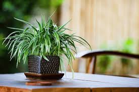 How To Make A Spider Plant Bushier A