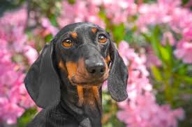 Toxic Plants For Dogs Guide To